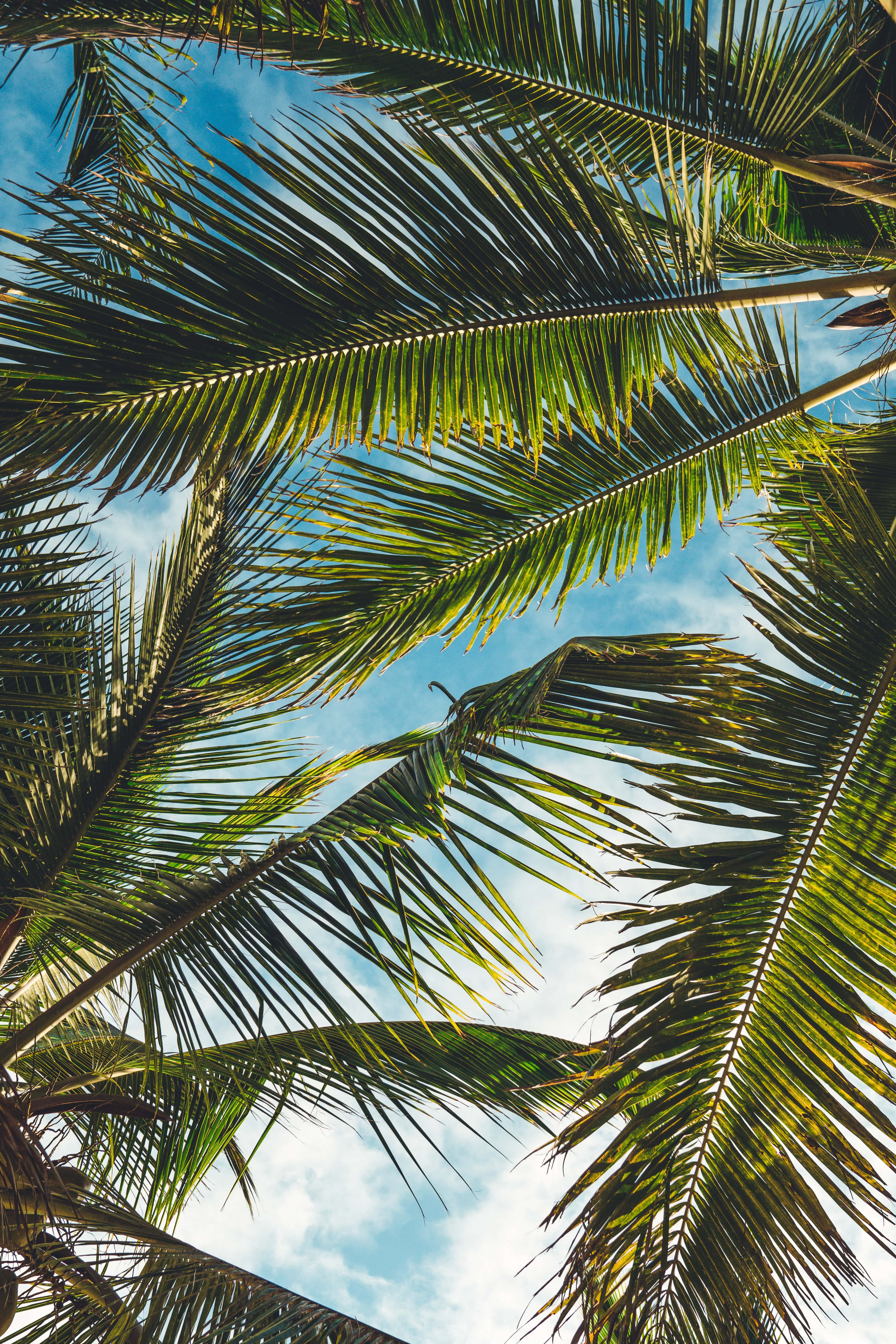 looking up at palm trees and sky